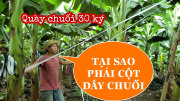 CỘT DÂY CHỐNG ĐỔ, NGÃ CHO CÂY CHUỐI XUẤT KHẨU , CHUỐI CẤY MÔ | Chủ Lâm TV