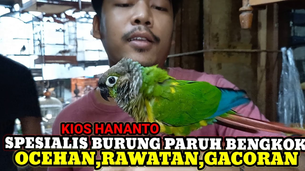 CEK INFO HARGA BURUNG PARUH BENGKOK DAN BURUNG OCEHAN RAWATAN DIKIOS HANANTO PASAR BURUNG PRAMUKA