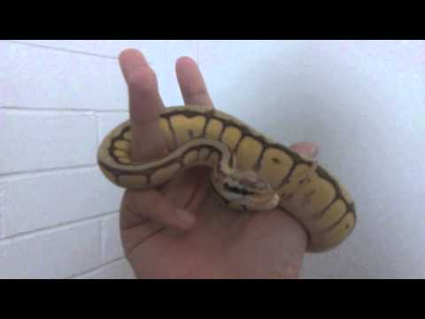 Female QUEEN BEE ball python.