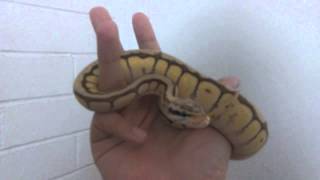 Female QUEEN BEE ball python.