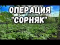 Операция "СОРНЯК" или чистота на винограднике!