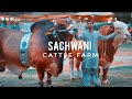 Sachwani cattle farm karachi 2021 expedition pakistan