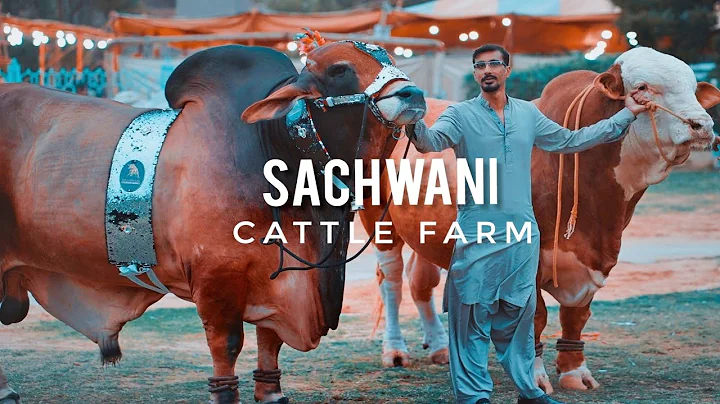 Sachwani Cattle Farm Karachi 2021| Expedition Paki...