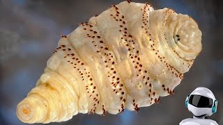 10 САМЫХ ОПАСНЫХ НАСЕКОМЫХ В МИРЕ 10 САМЫХ ОПАСНЫХ НАСЕКОМЫХ В МИРЕ
