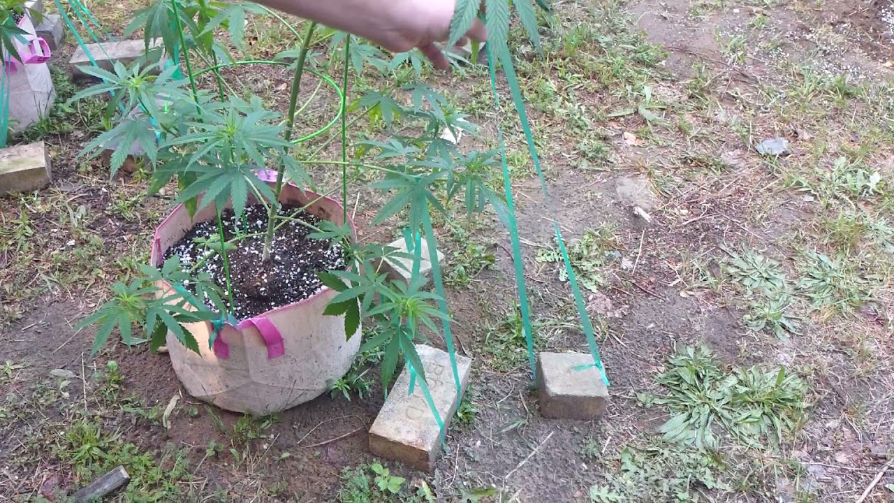 2021 outdoor grow Michigan "Cherry Pie" experiment! Ep.6 part2