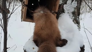 ОХОТА НА КУНИЦУ КАПКАНАМИ:ПОПАЛСЯ БАРСИК