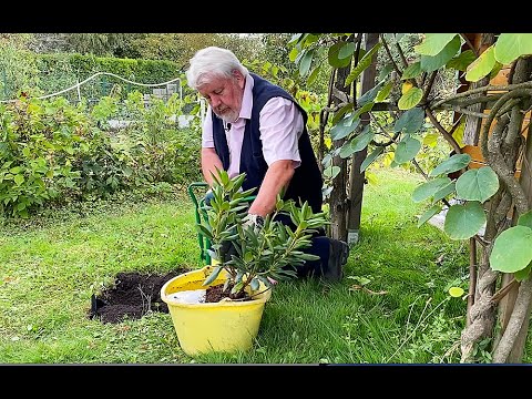Vidéo: Planter Des Raisins Par Bouturage : Comment Bien Planter à L'automne, Au Printemps Et En été Chez Soi En Pleine Terre ? Comment Couper Et Préparer ?