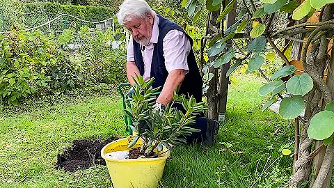 Comment bien faire pousser un rhododendron ?