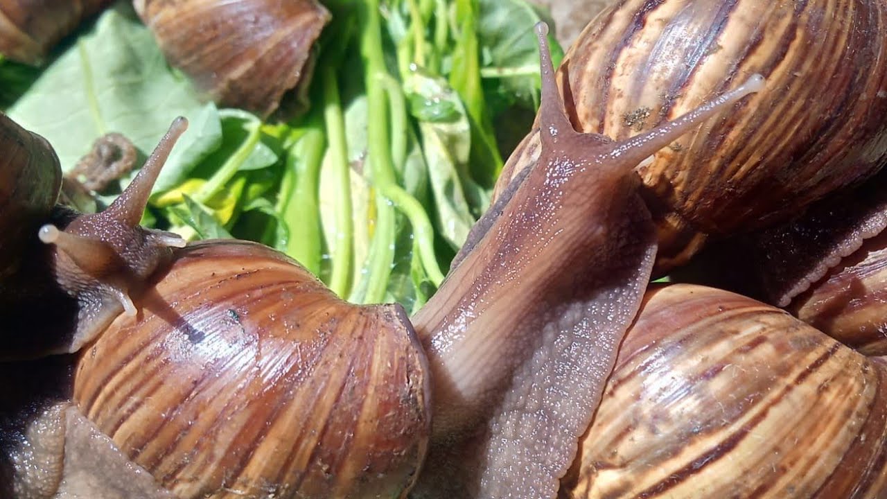 Siput si biri biri ya gess yak🤣