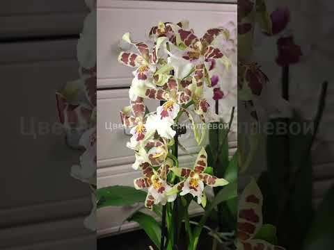 Видео: Орхидея взорвется от цветения, если Поливать Так! #shorts #орхидеи #удобрение #подкормка