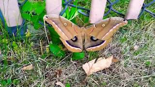 Whadyadoin Out Here Harry?