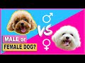 SHOULD I GET A MALE & FEMALE TOY POODLE PUPPY/DOG- THINGS TO KNOW | The Poodle Mom