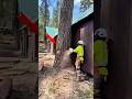 Extreme Tree Cutting Skill You Must See! #Shorts