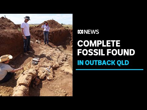 Australia's first complete plesiosaur fossil discovered in outback queensland | abc news