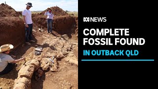 Australia's first complete plesiosaur fossil discovered in outback Queensland | ABC News