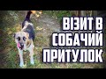 Твоє собаче діло! - Подорож до собачого притулку