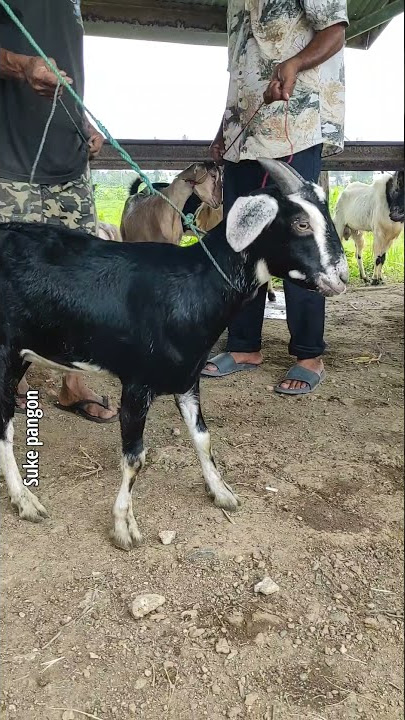 kumpulan kambing kacang lucu warna warni