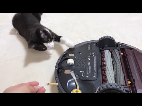 お掃除ロボットを心配する猫  