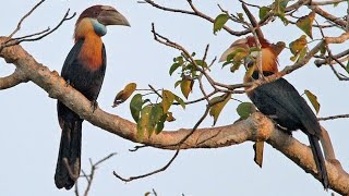 julang sumba, mempunyai kantong biru di leher satau-satunya burung rangkong yang ada di sumba