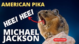 American Pika Channels His Inner Michael Jackson!