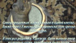Содержание разнополой пары дегу, проблемы связанные с таким содержанием. Содержание разнополой пары дегу, проблемы связанные с таким содержанием.