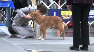 20111210 Onofrio Ridgefield Show - Male Puppy 6-12 months