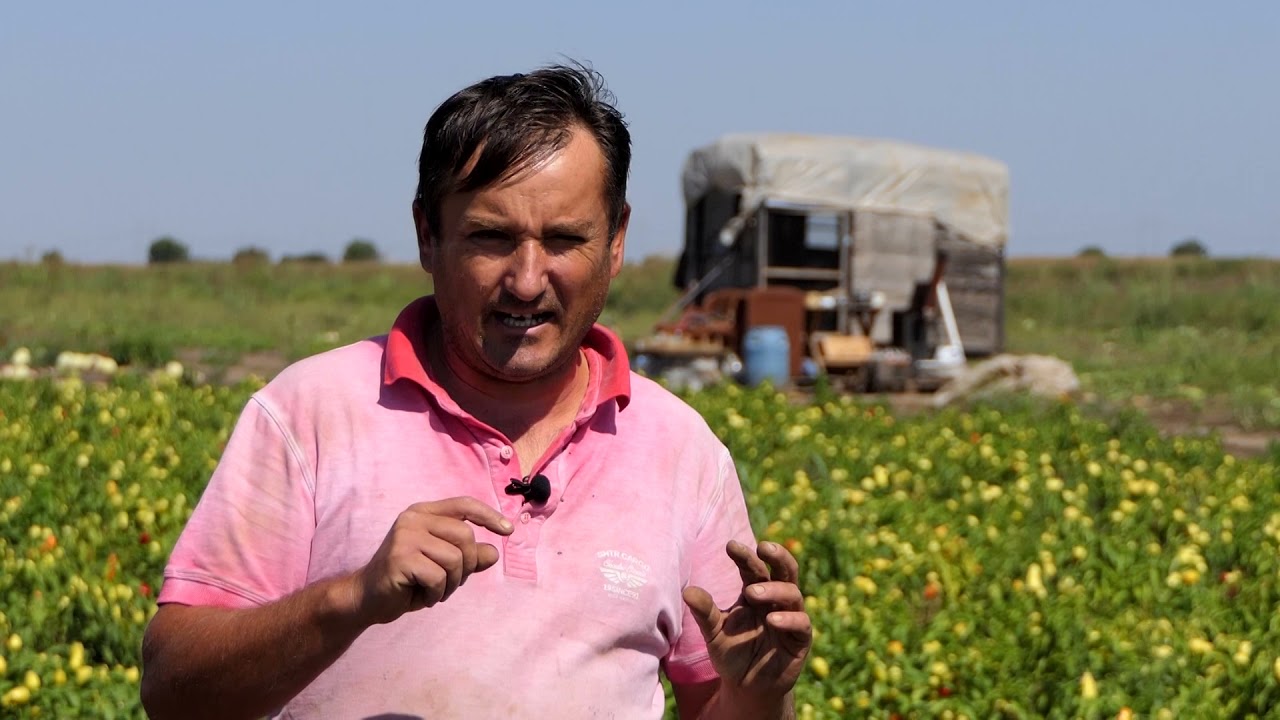 Domaćine kako radiš ep. 104 13.09.2021. Somborka, paprika, Kovilj, Kolovrat