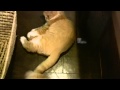 猫カフェ