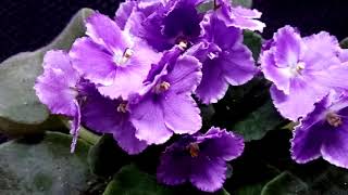 violetas africanas te presento a mis violetas chuyito jardinero