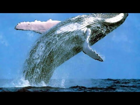 Бейне: Қарық кит қанша ұзын?