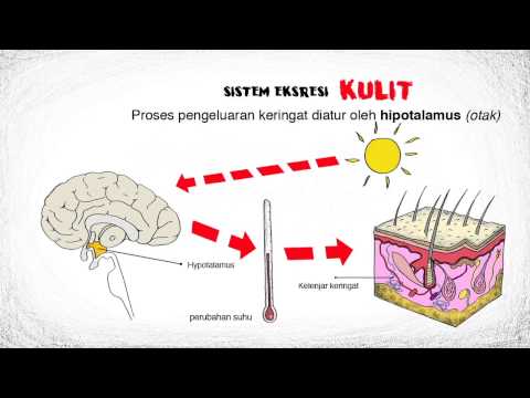 Video: Kulit Sebagai Alat Ekskresi