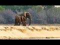 Elephant Maternal Behavior and Development