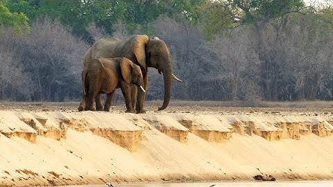 Why Elephant Moms Always Stay Close to their Calves