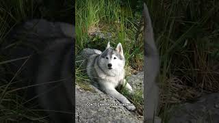 The Gray Wolf Behavior Most People Miss #Shorts