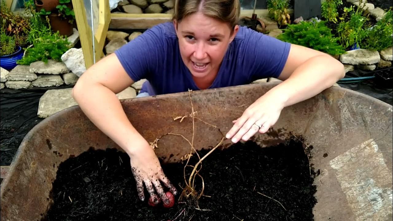 Growing Potatoes in Bags; Unexpected Harvest YouTube