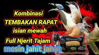 masteran juara murai super pedes mesin jahit siap di tirukan🔥🔥juga bagus untuk cendet dan cucak ijo