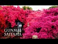 Azalea and  wisteria blossoms800 yearold azalea tree 1200 yearold wisteria tree 