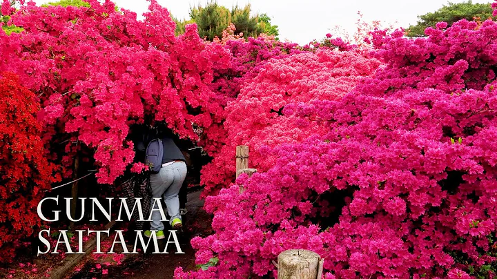 【Azalea and  Wisteria blossoms】800 year-old Azalea tree ,1,200 year-old Wisteria tree.#つつじが岡公園 #牛島の藤 - DayDayNews