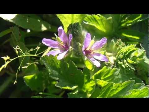 Video: Información de malva almizclera: cómo cultivar plantas de malva almizclera