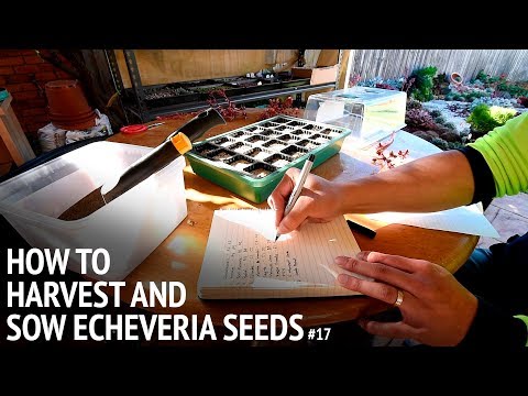 Video: Echeveria 