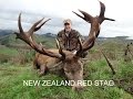 Red Stag Hunting New Zealand with Amplehunting