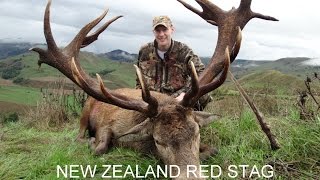 Red Stag Hunting New Zealand with Amplehunting