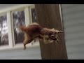 Crazy Raccoon Attacks German Shepherd