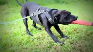 Sorbon Vs Asta- Tug Of War Bull Sport Training