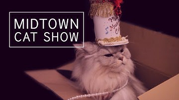 Algonquin Hotel Cat Fashion Show Takes On Musical Theater