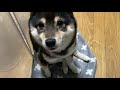 【豆柴】眠たいけど、まだ妹と一緒に居たい柴犬の表情が愛おしすぎる【天使】Shiba Inu who wants to sleep but wants to stay with his sister