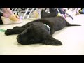 Life-changing service dog graduates meet their matches