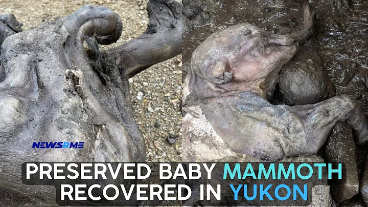 Preserved baby mammoth  recovered  in Yukon | Canada News | NewsRme - DayDayNews