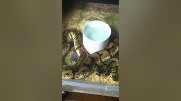 Ball Python Collection 06/20/13