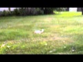 Sneaking up on the albino squirrel